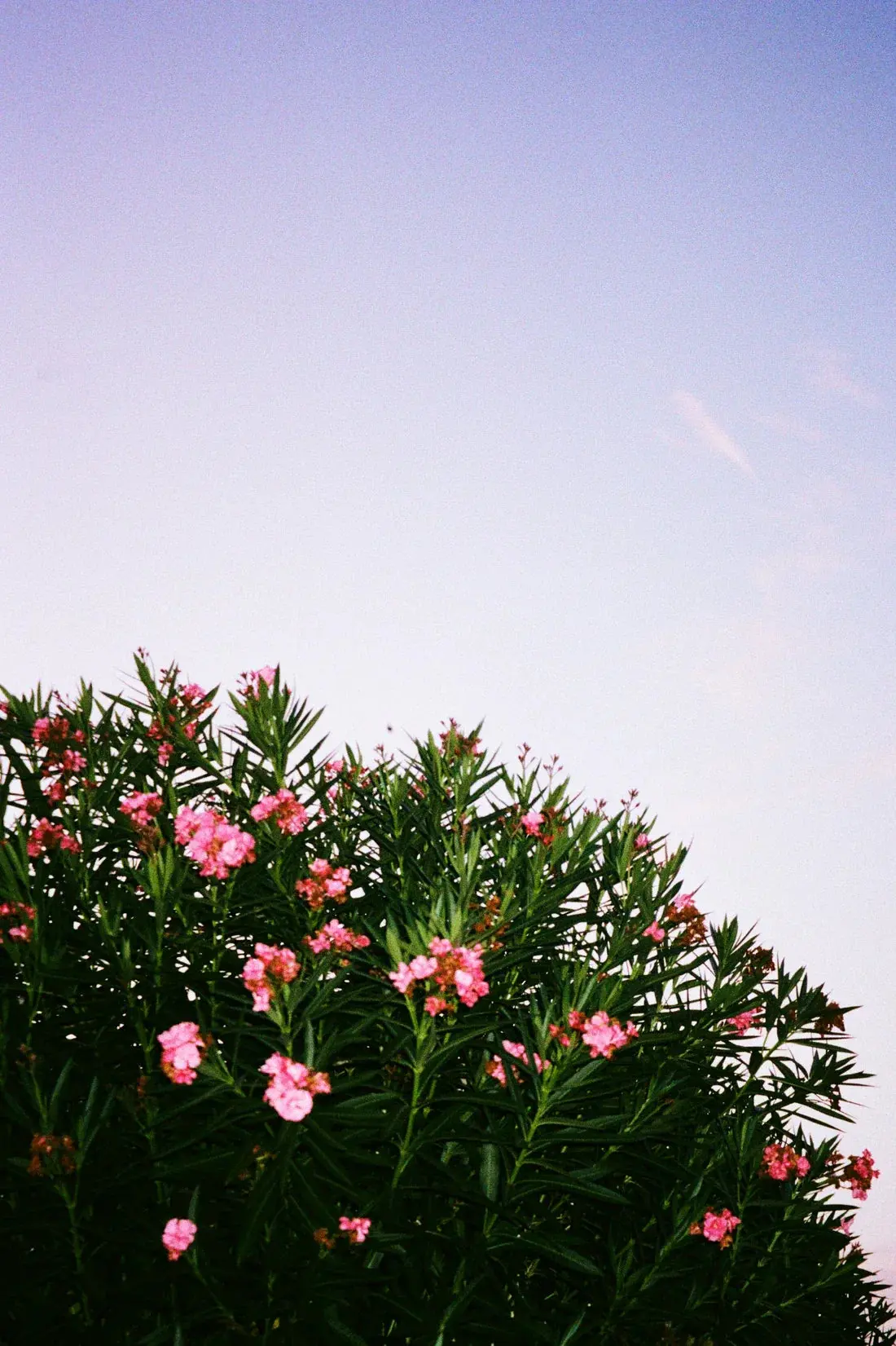 Pink Blossoms