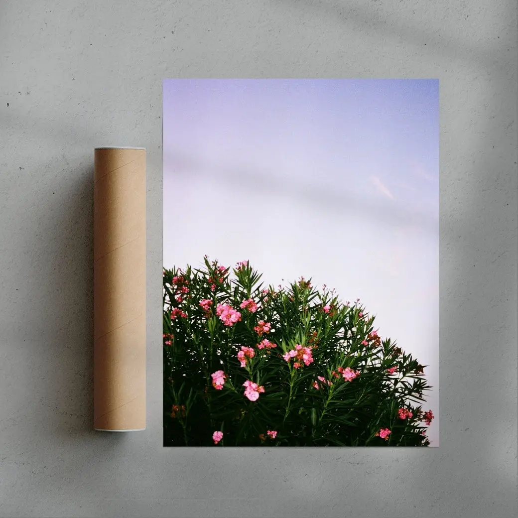 Pink Blossoms
