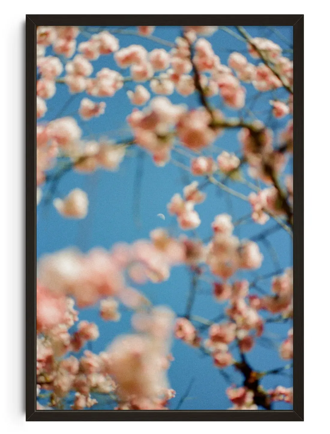 Cherrry Blossom