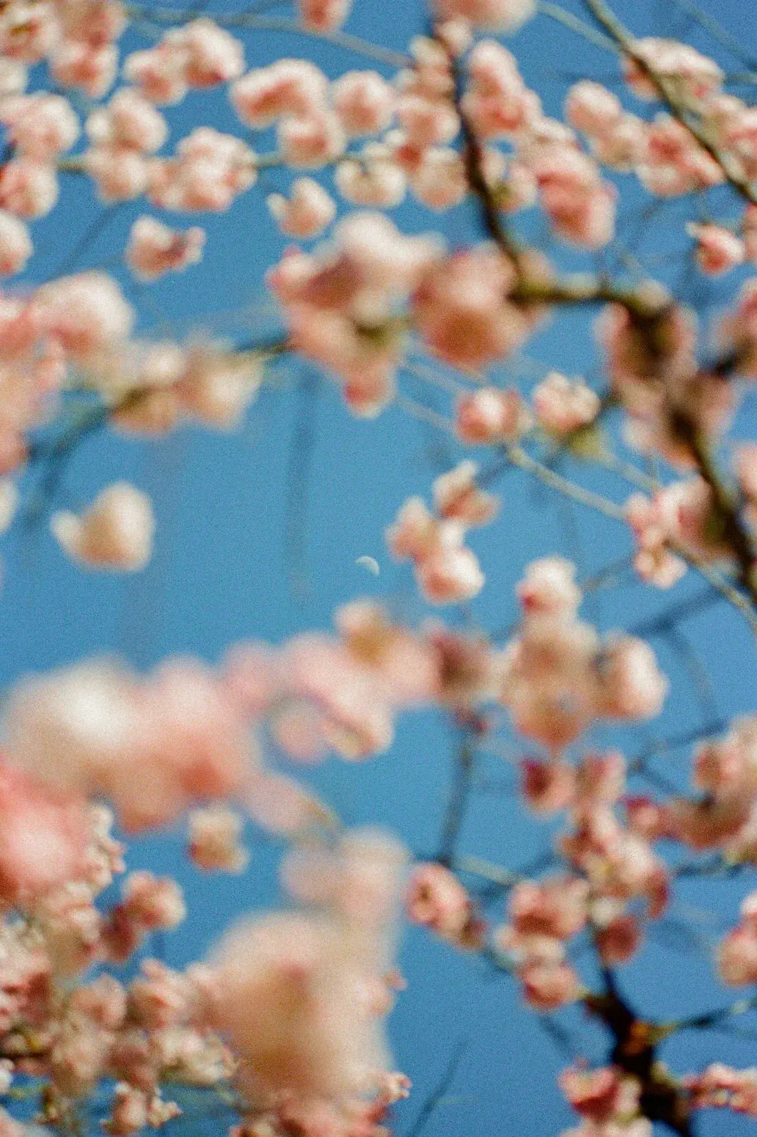 Cherrry Blossom