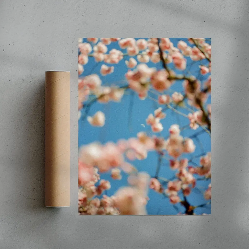 Cherrry Blossom