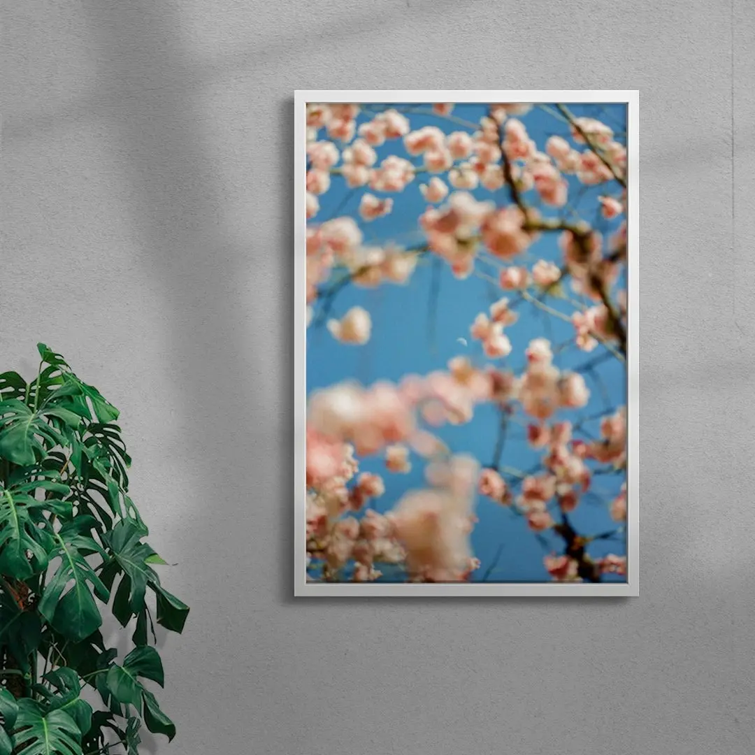 Cherrry Blossom