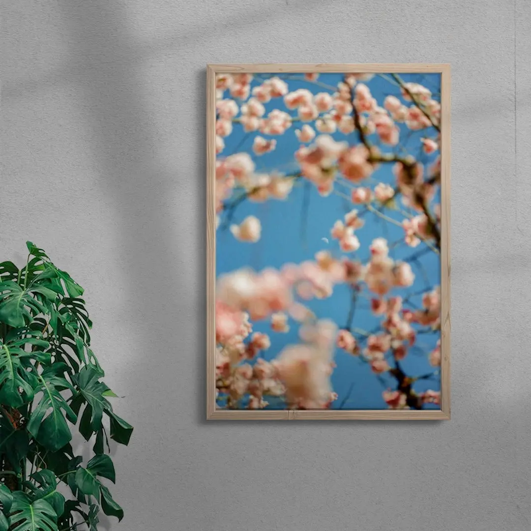 Cherrry Blossom