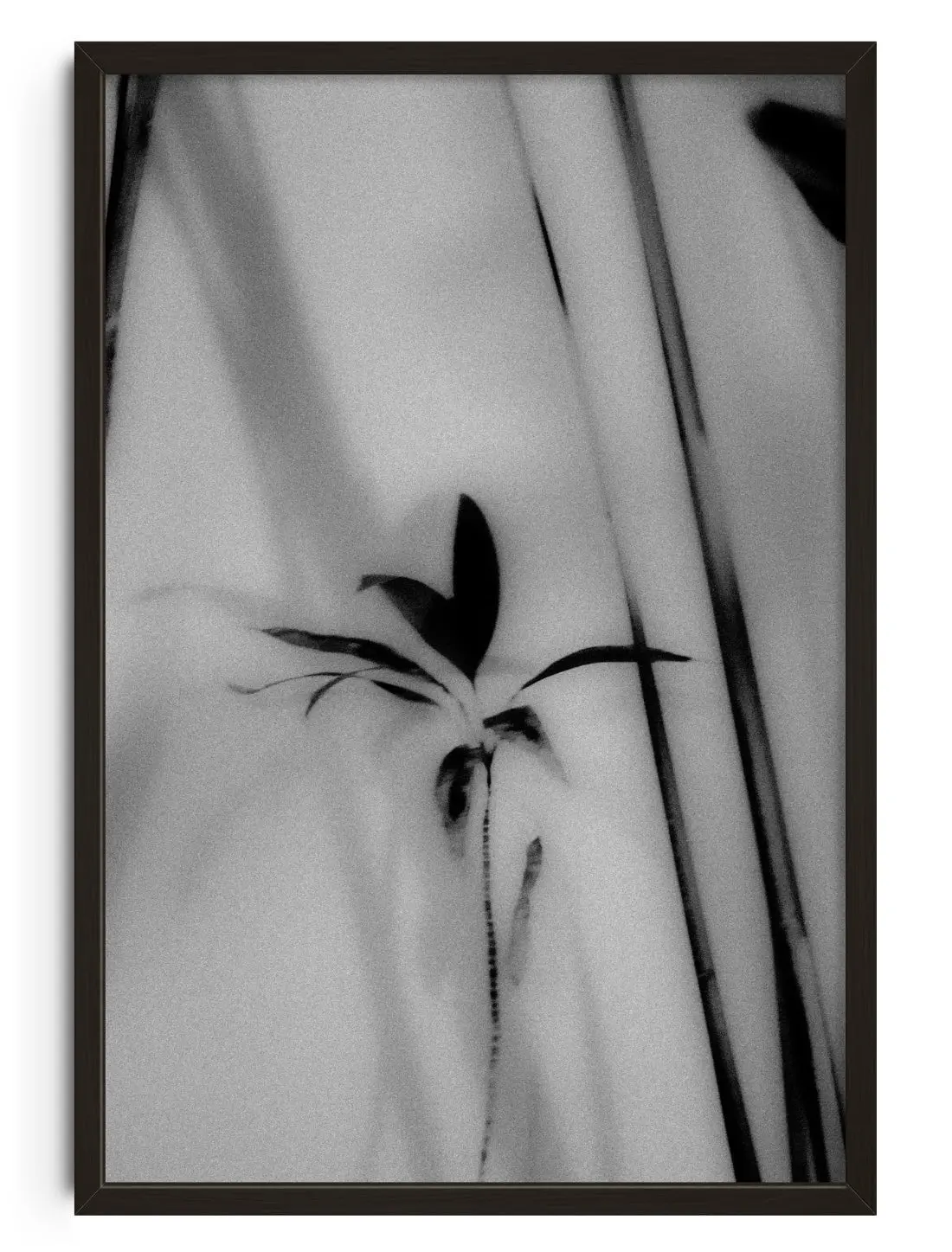 Silhouetted Plant