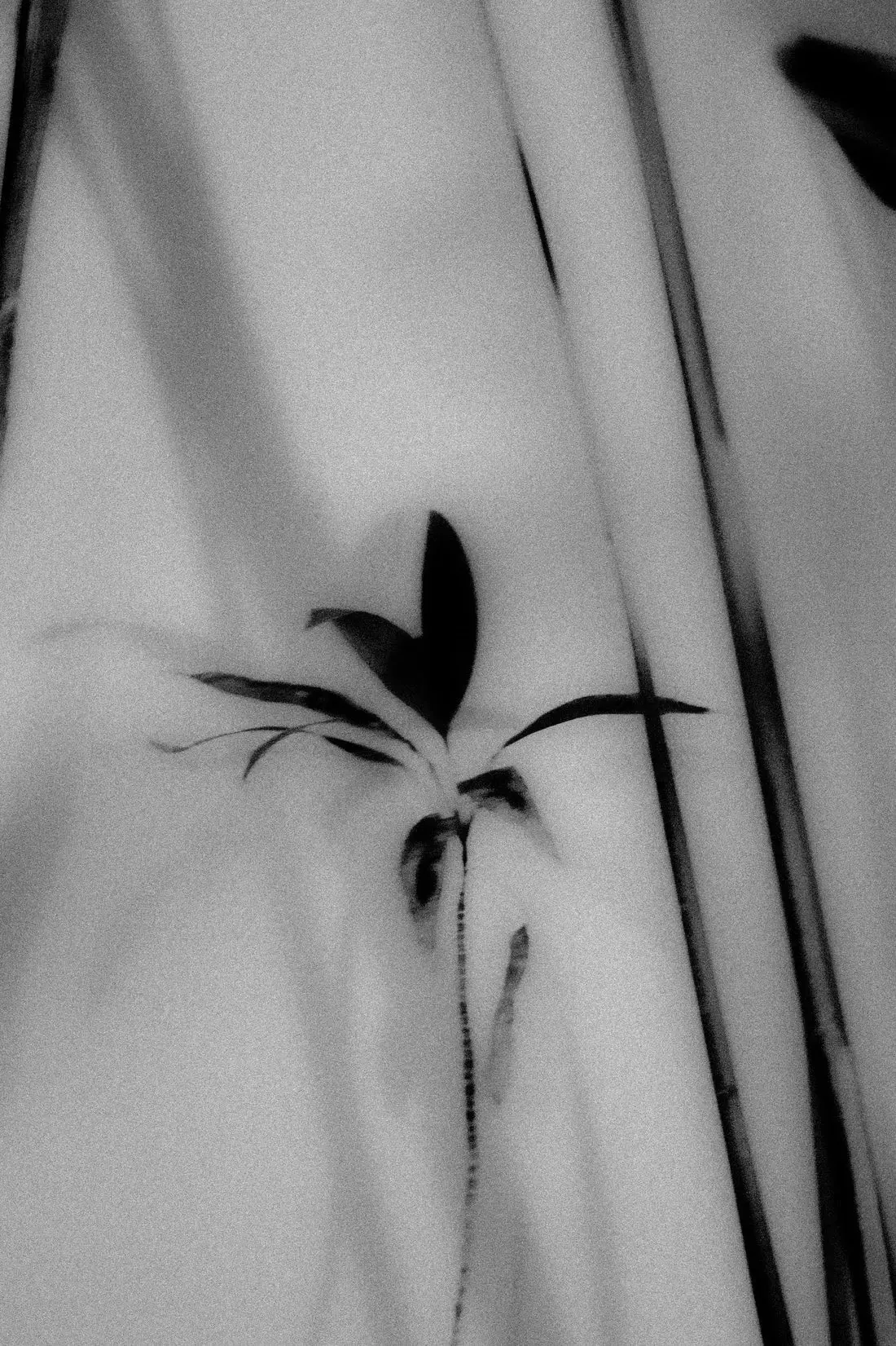 Silhouetted Plant