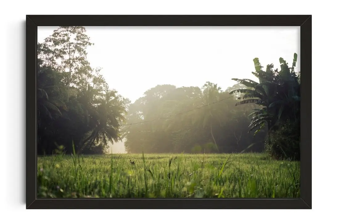 Morning in countryside