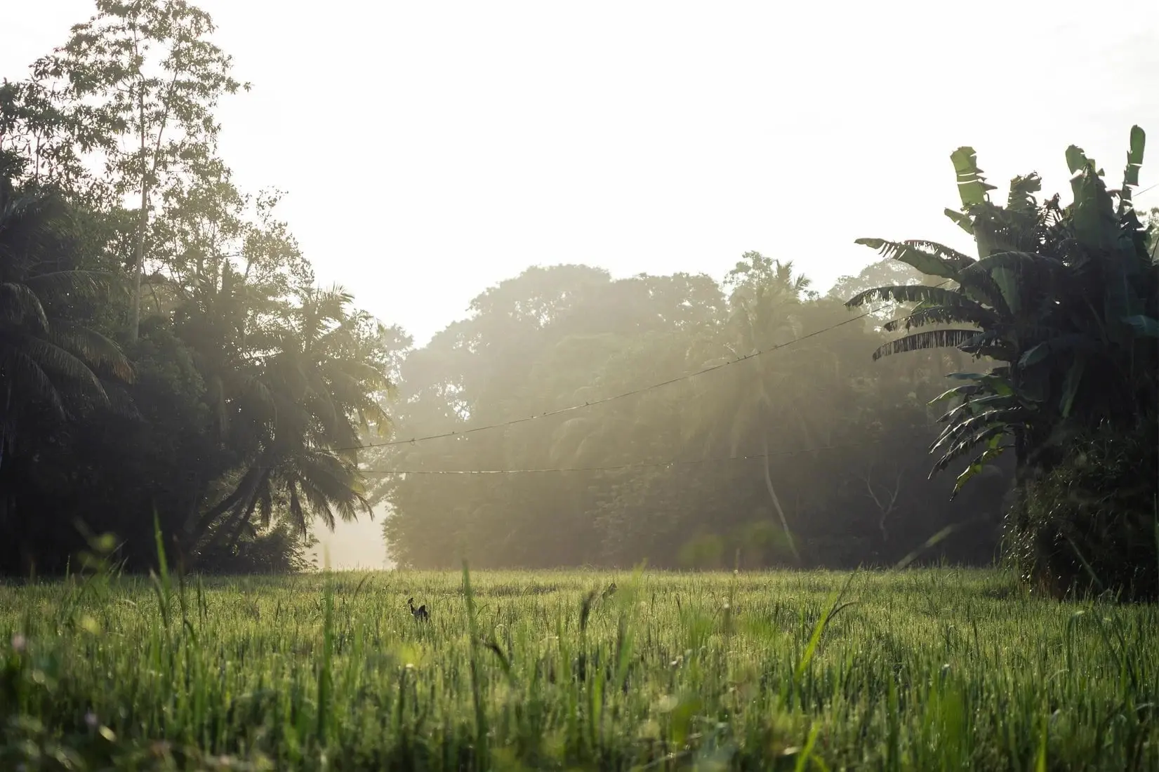 Morning in countryside