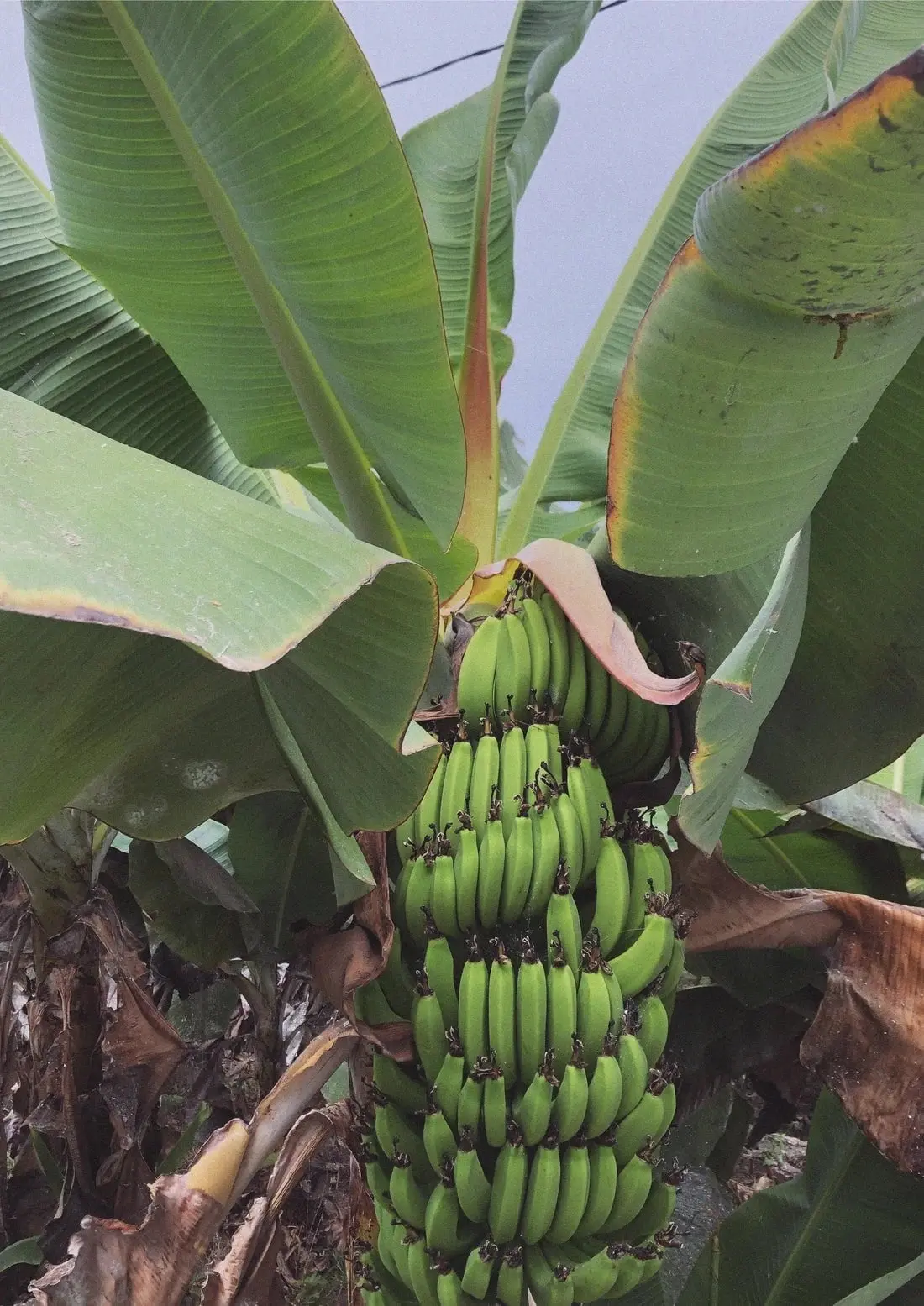 42995-banana-palm-2.webp Banana Palm