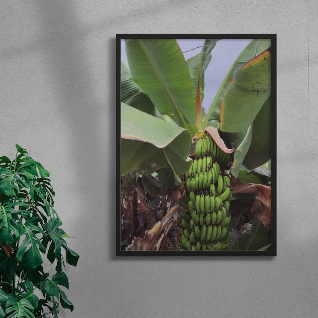 42995-banana-palm-4.webp Banana Palm