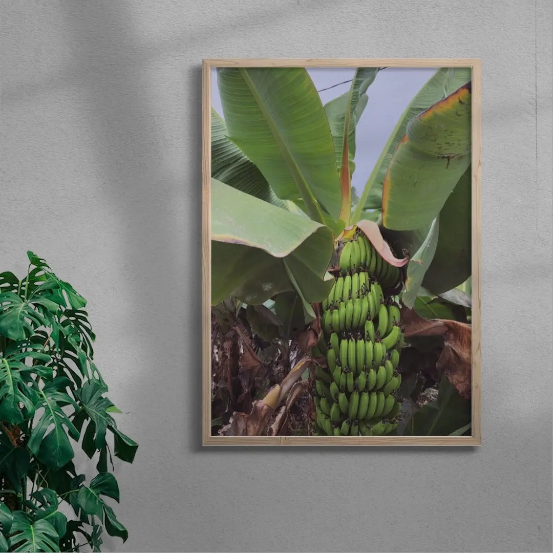 42995-banana-palm-6.webp Banana Palm