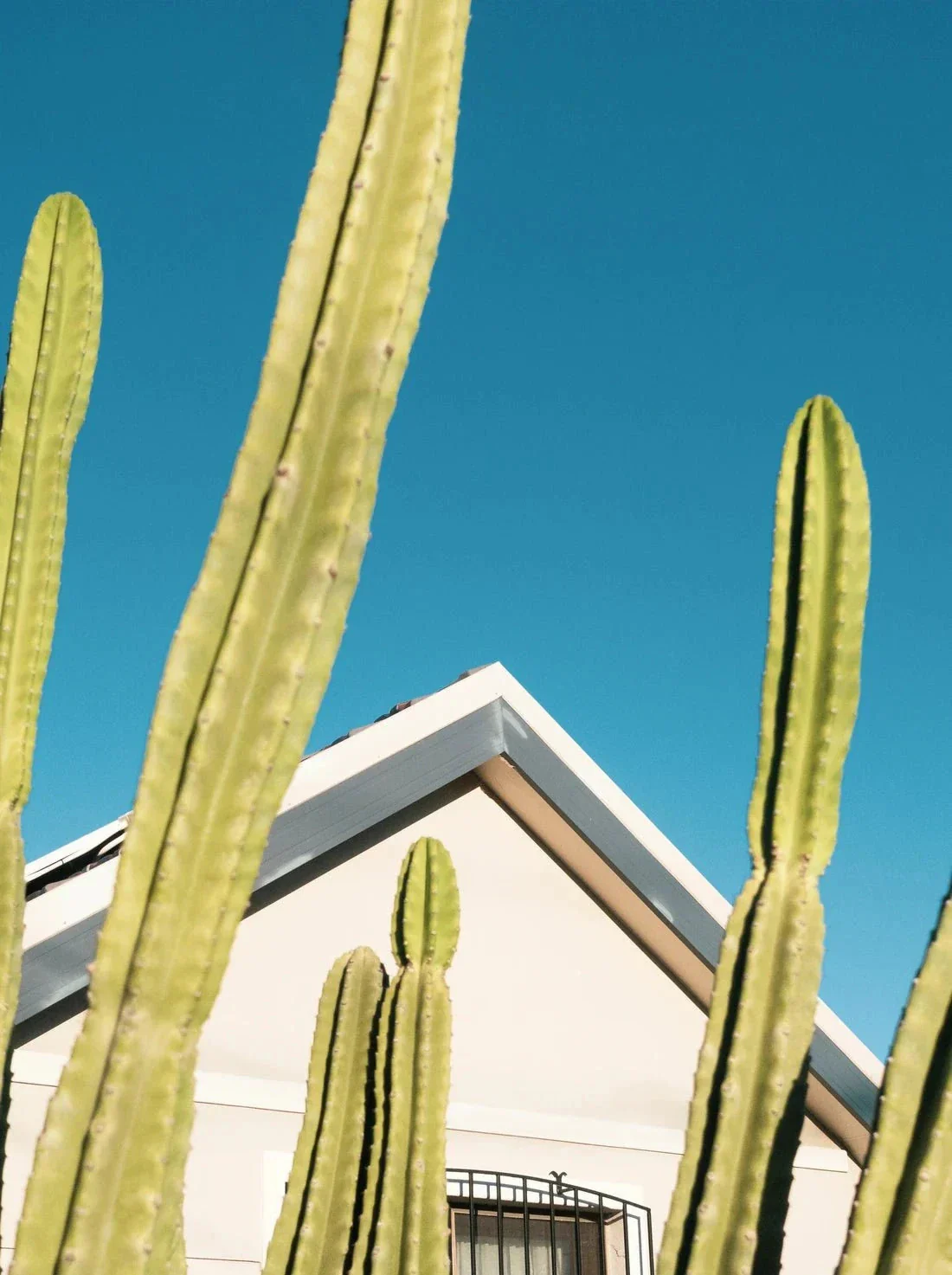 4599-among-the-cactus-2.webp Among the cactus