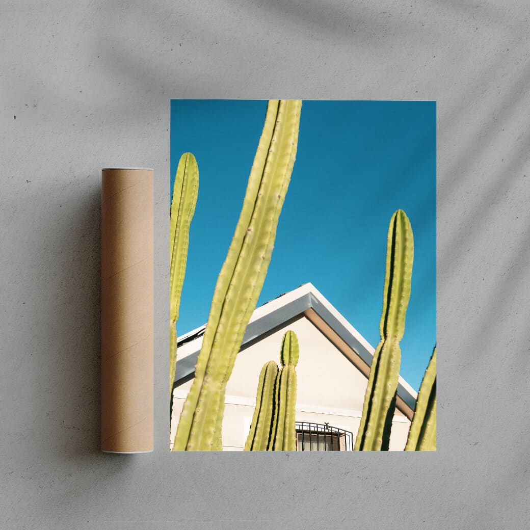 4599-among-the-cactus-3.jpg Among the cactus