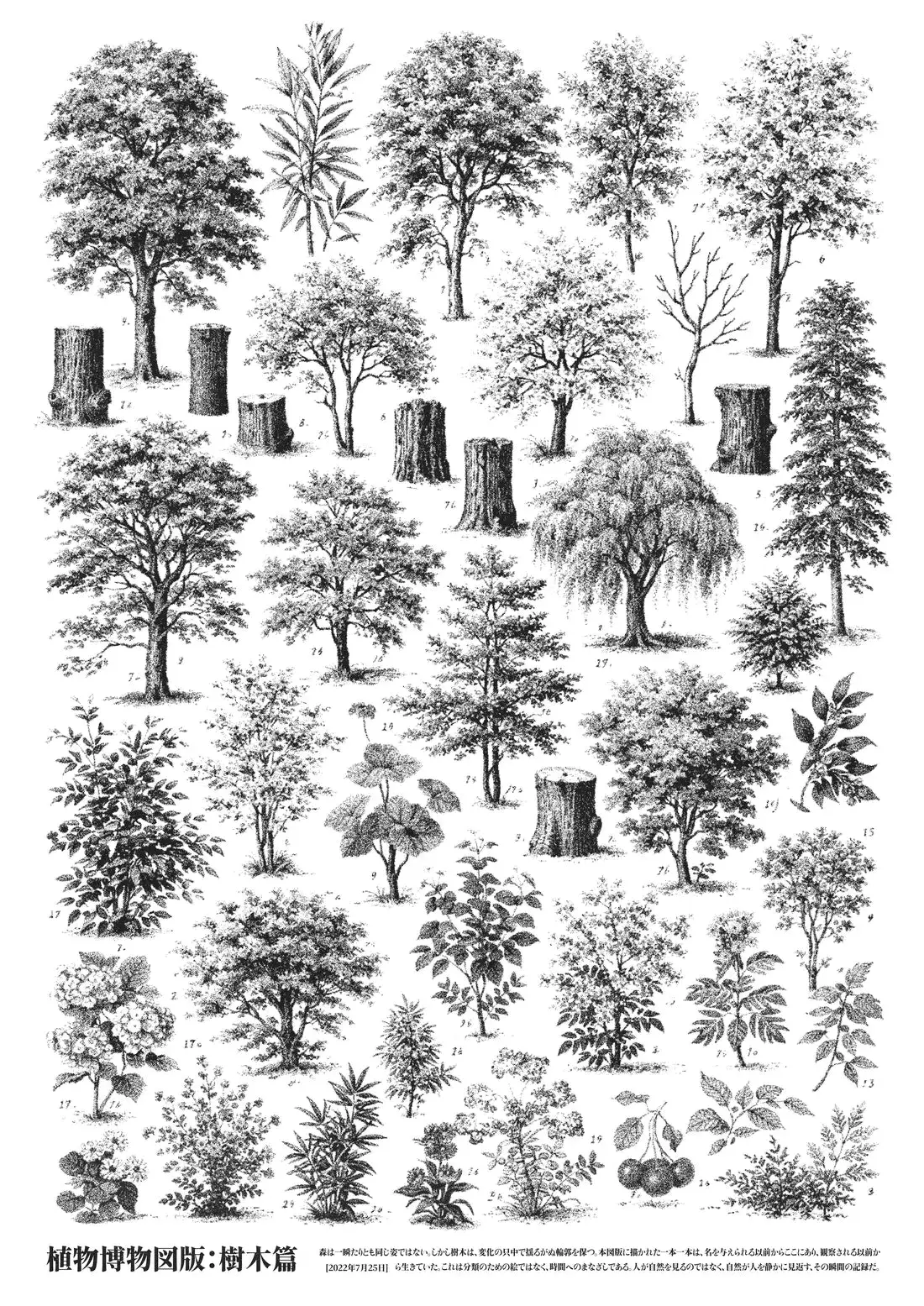 Whispers of the Woodland