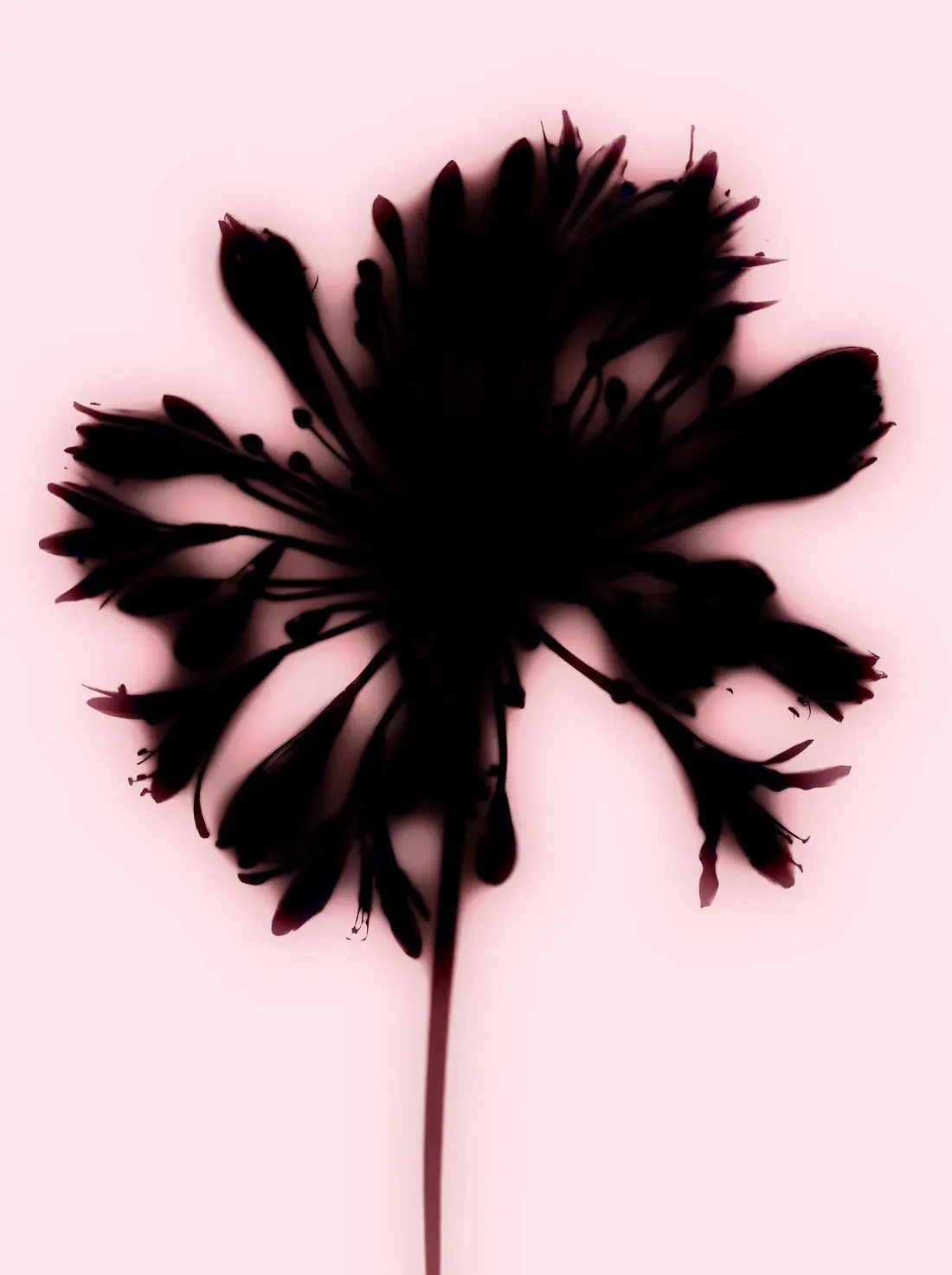 5050-blooming-2.webp Blooming