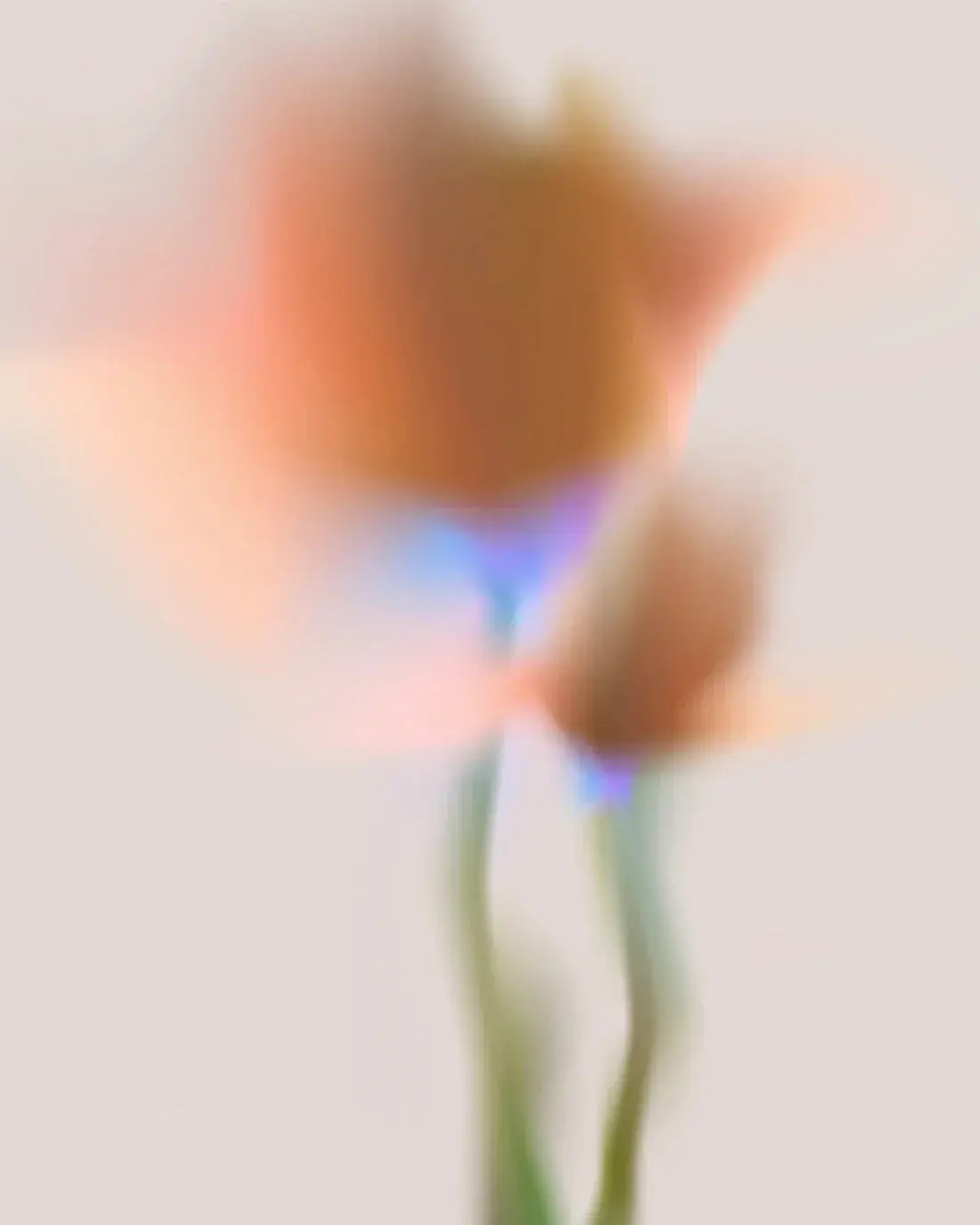 Orange Flower
