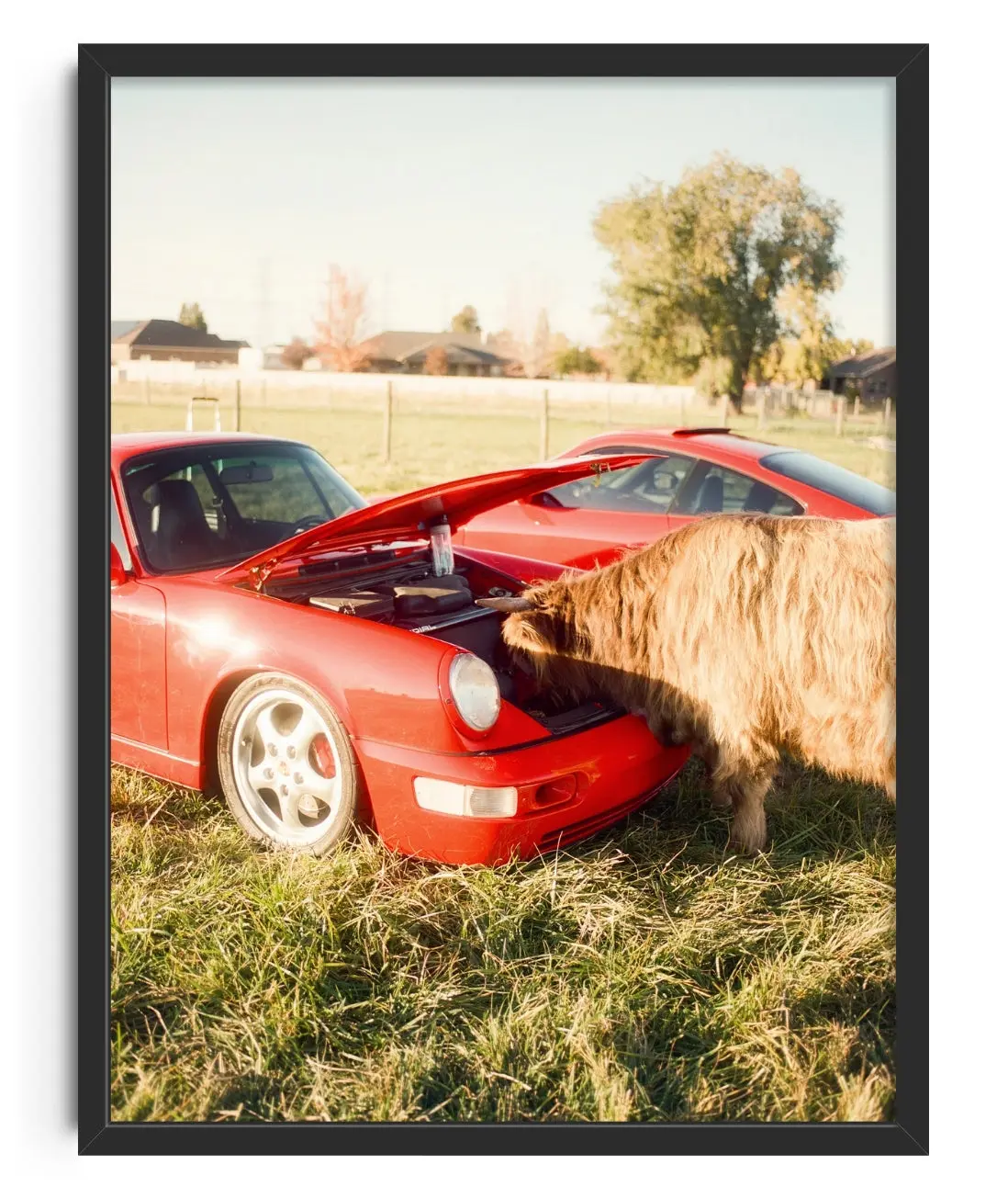 Cows and Cars