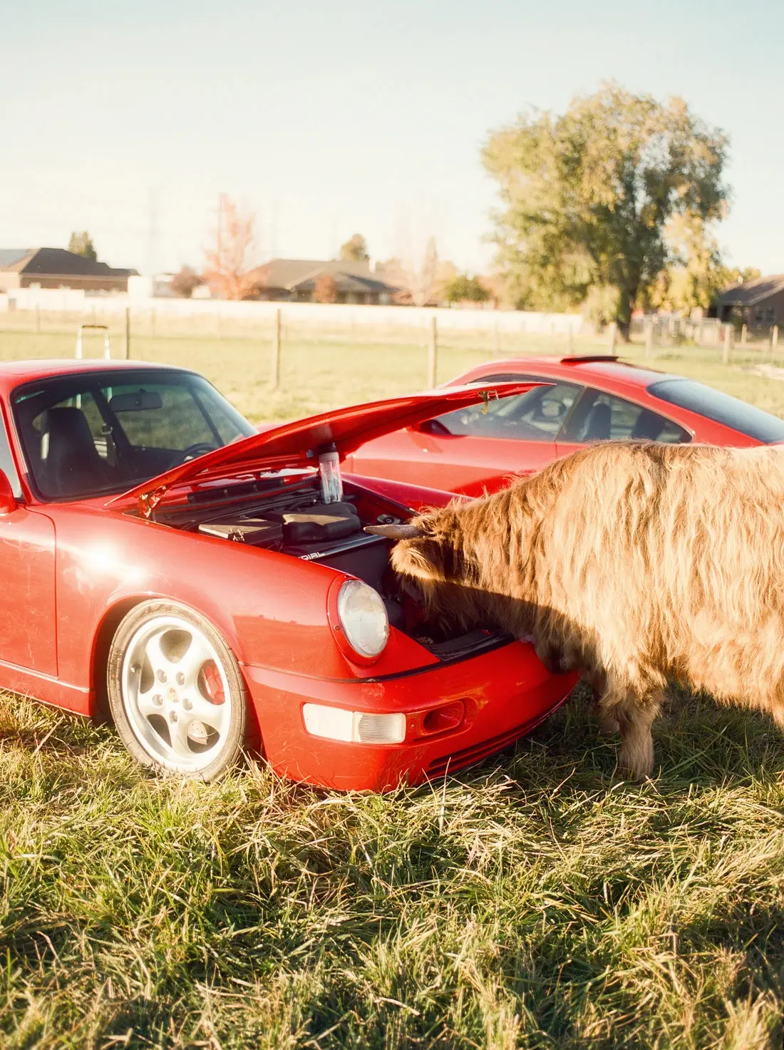 Cows and Cars