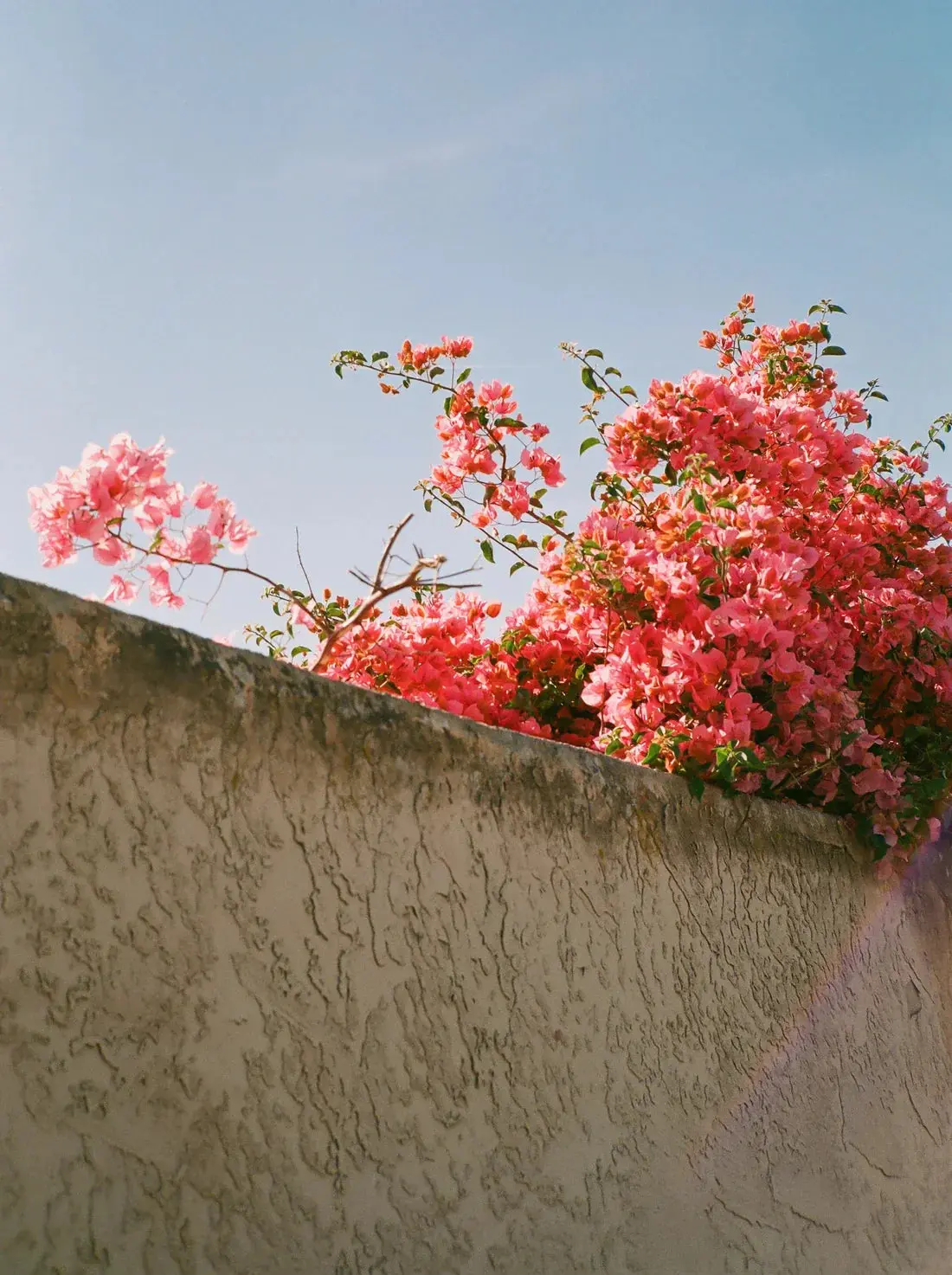 Pink Bloom