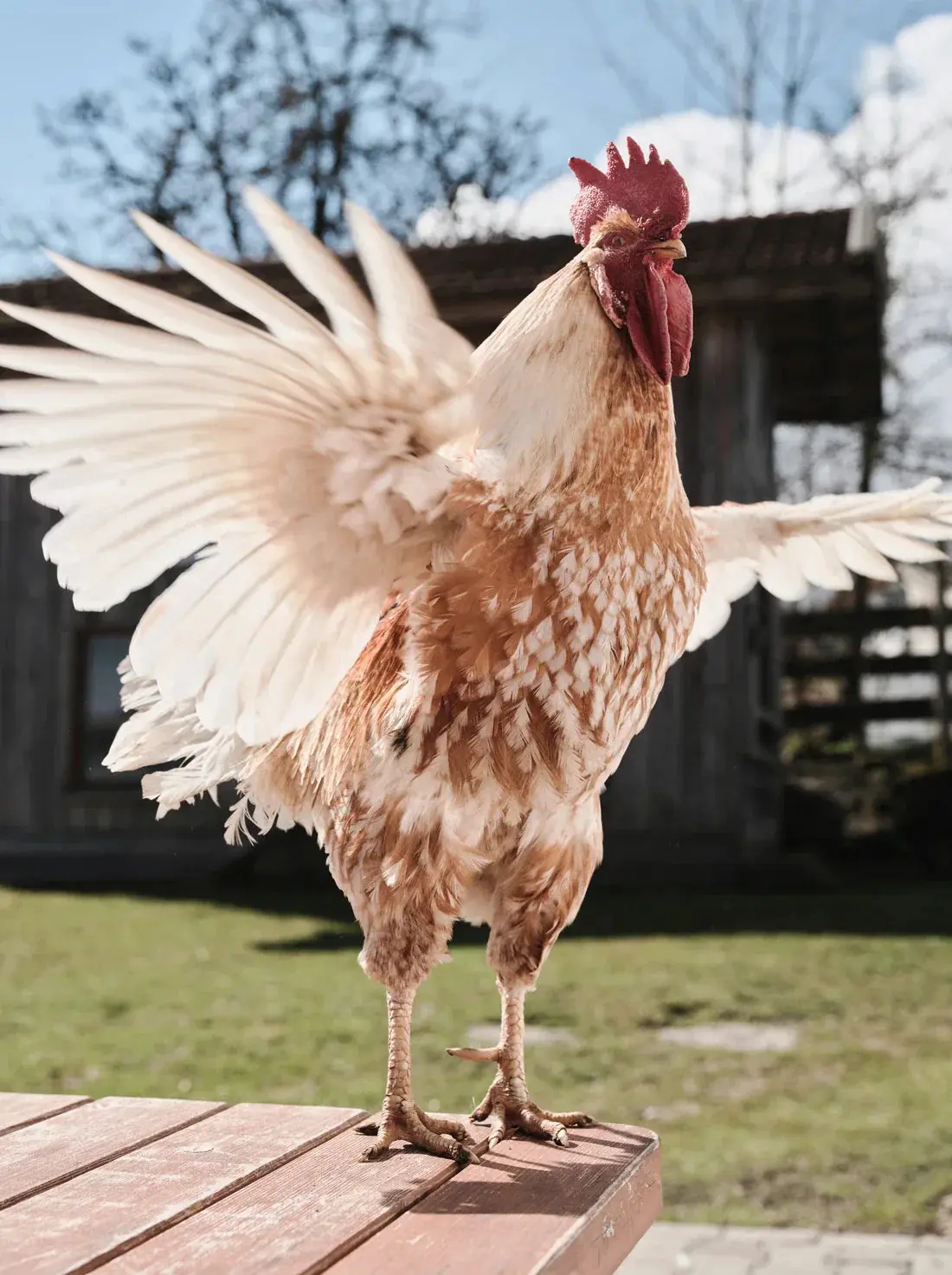Backyard Rooster