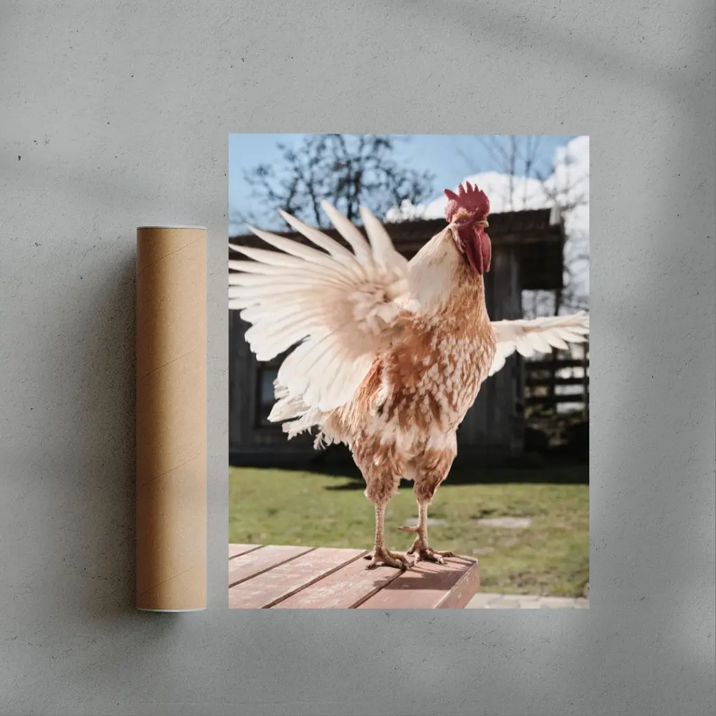Backyard Rooster