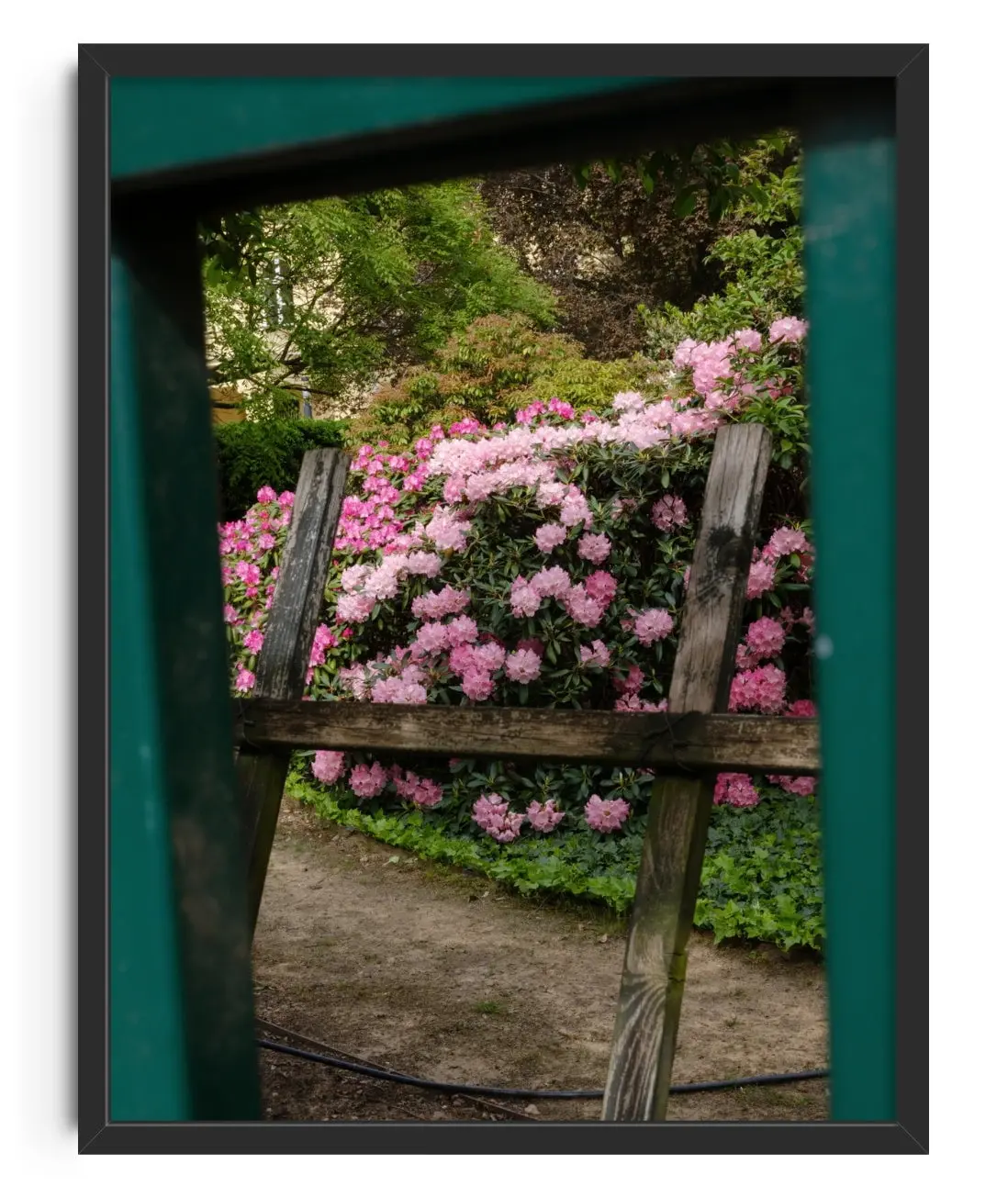 Pink Rhododendrons