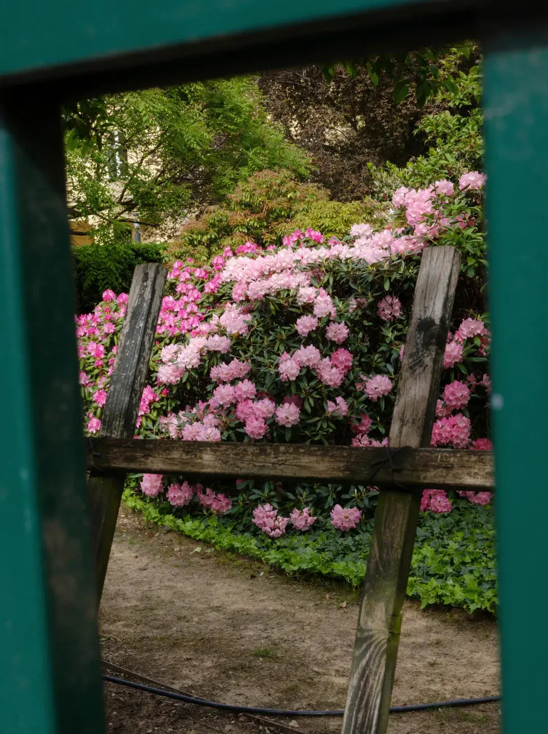 Pink Rhododendrons