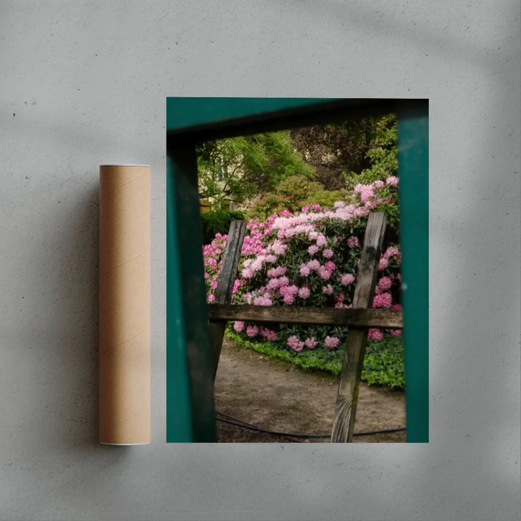 Pink Rhododendrons