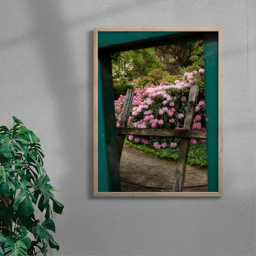 Pink Rhododendrons