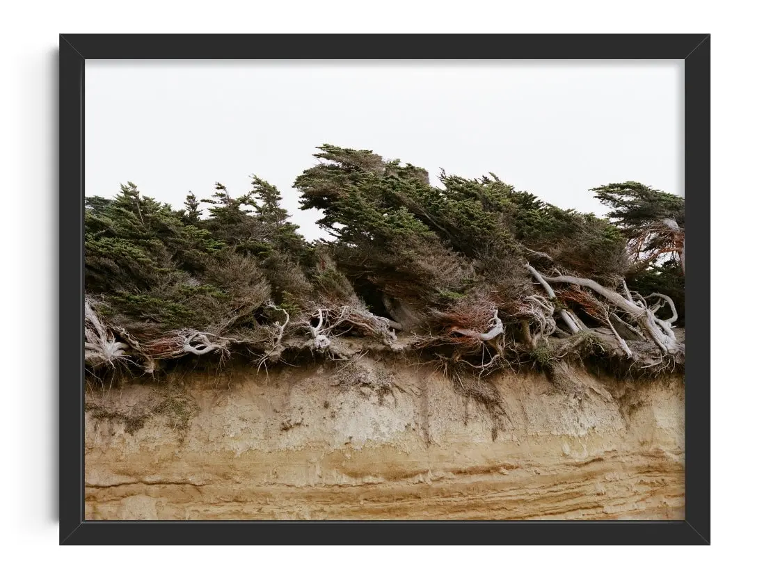 Windblown Trees
