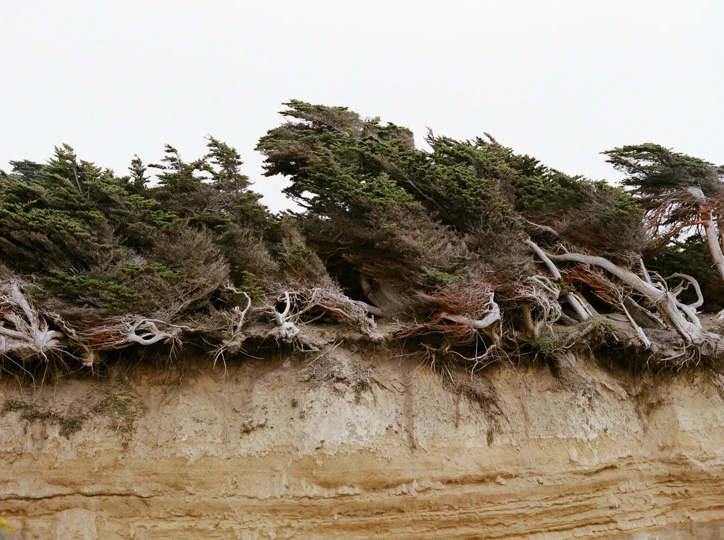 7420-windblown-trees-2.webp Windblown Trees