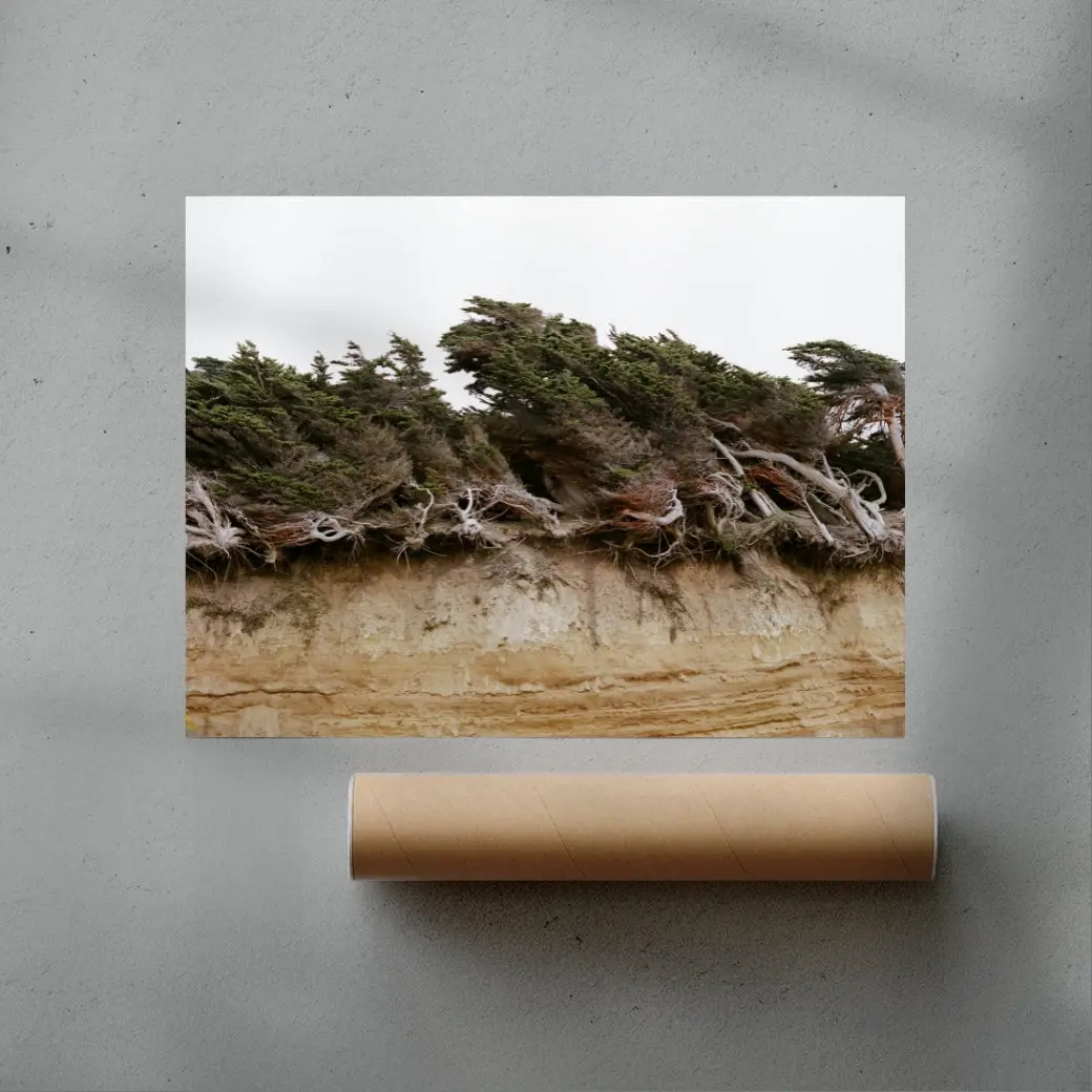 7420-windblown-trees-3.webp Windblown Trees