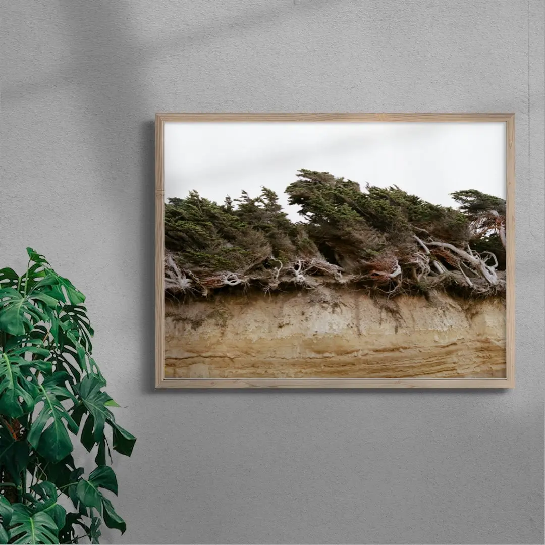 7420-windblown-trees-6.webp Windblown Trees