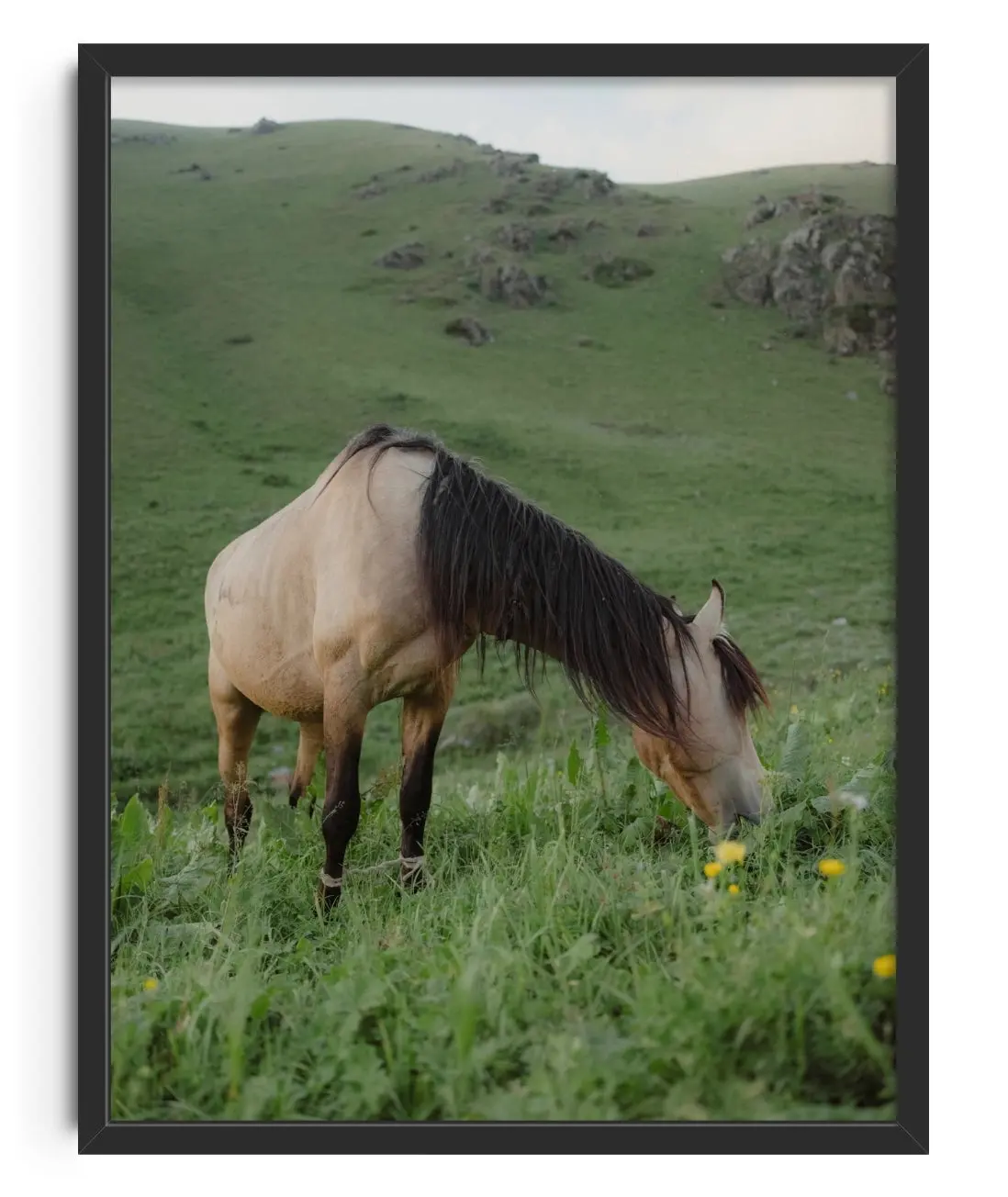 GRAZE