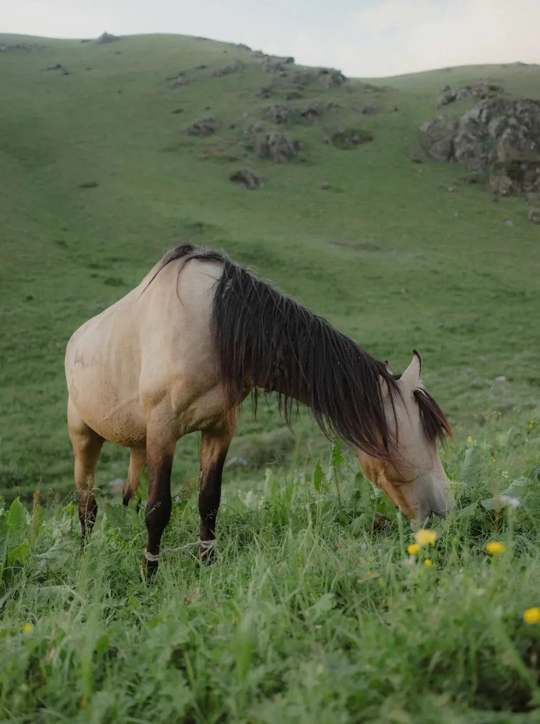 7437-graze-2.webp GRAZE